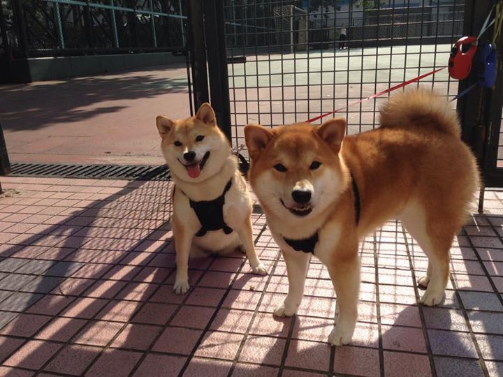 生死球的艺术,欧文的独行侠心脏与休城青春风暴的决胜时刻