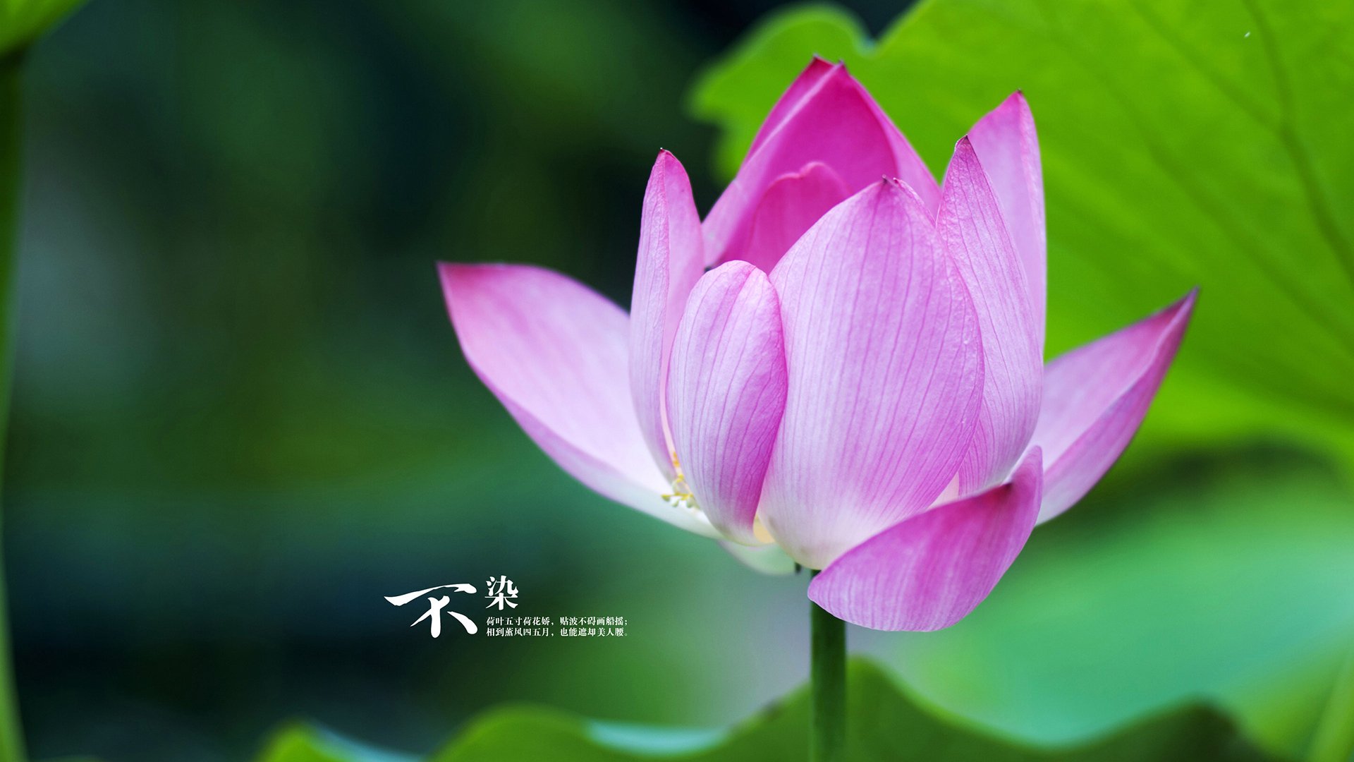 绿茵交响诗，法比尼奥的节奏魔术与摩洛哥的战术洪流