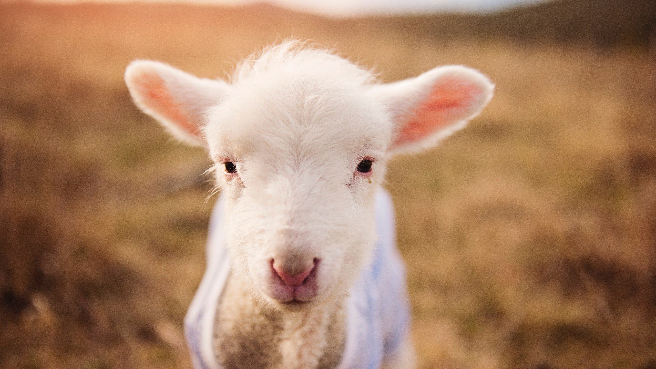风暴夜范弗利特单骑冲阵,猛龙队破山西显冠军底色