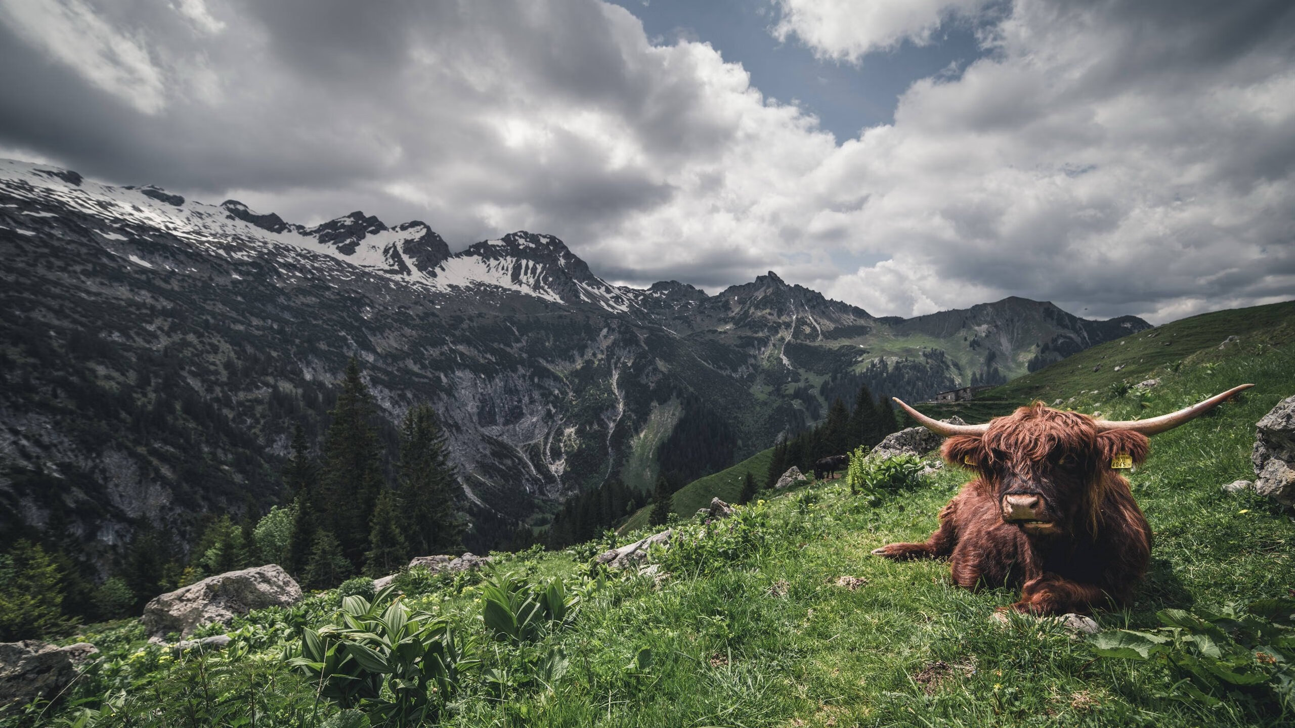 雷火电竞下载-铁骨对烈火，楚阿梅尼的关键战哲学与意甲宿命对决