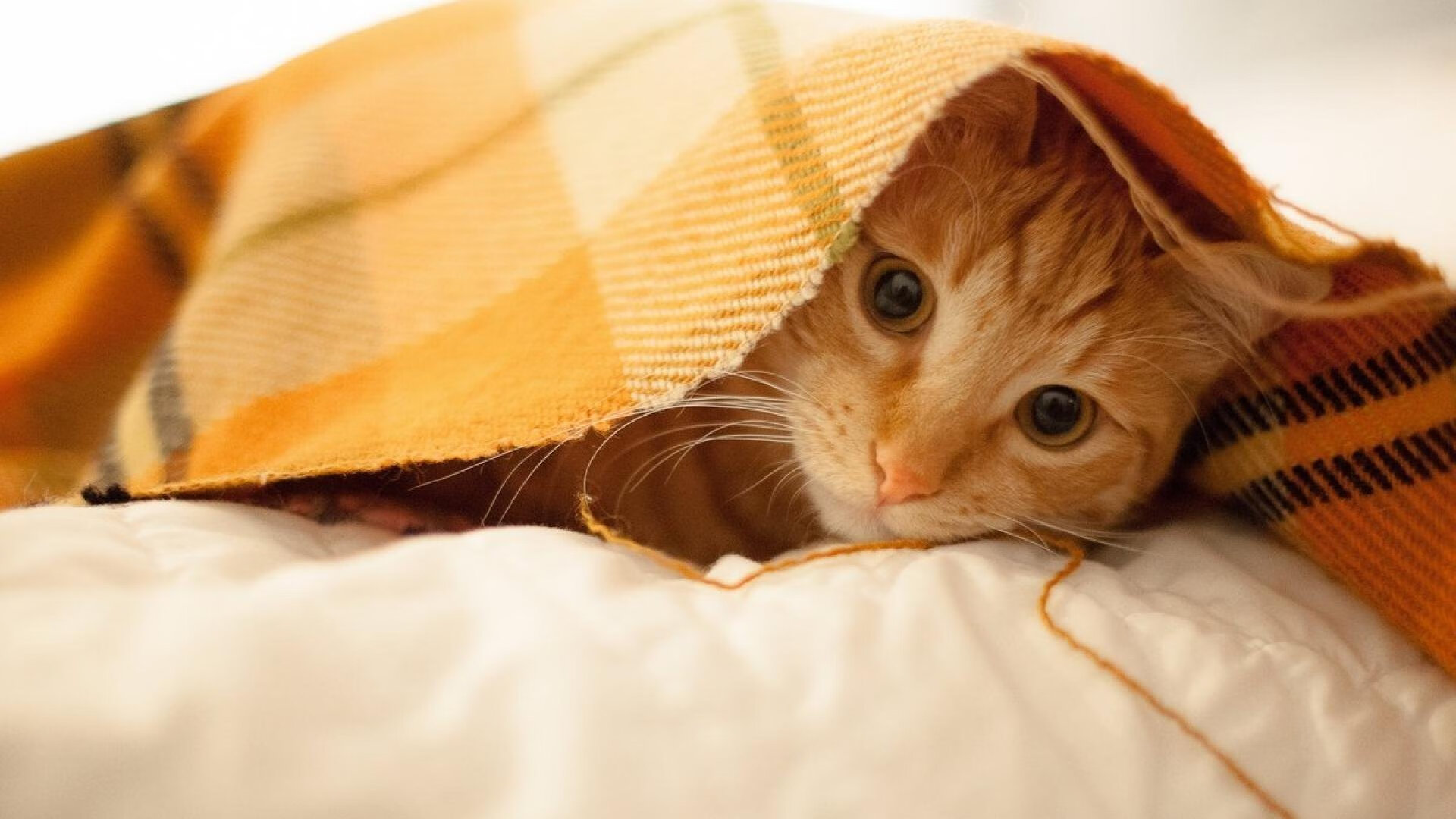 雷火电竞网址-沥青与草皮的掌控力，当劳塔罗在街道飞驰，荷兰用足球统治丹麦