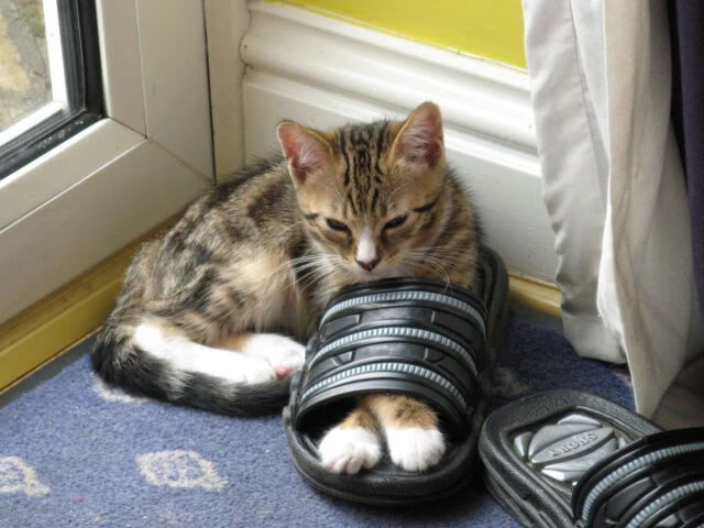 雷火电竞app-安第斯山与温布利，当秘鲁生死战与欧冠决赛在同一天点燃世界