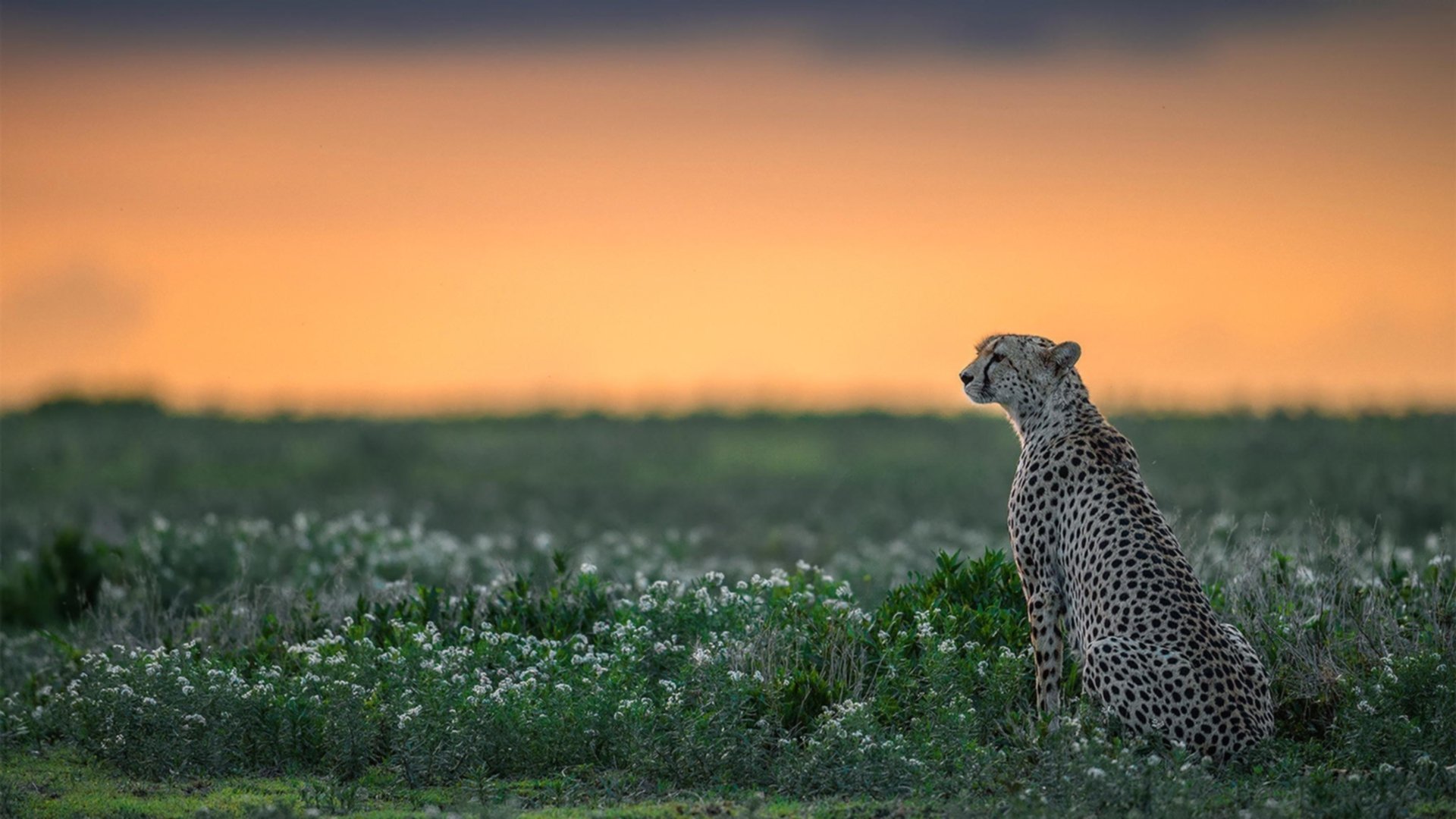 黄色防线撕裂者，富安健洋的亚平宁断崖式单挑—当日本铁闸让佛罗伦萨的进攻哲学沦为慢动作回放